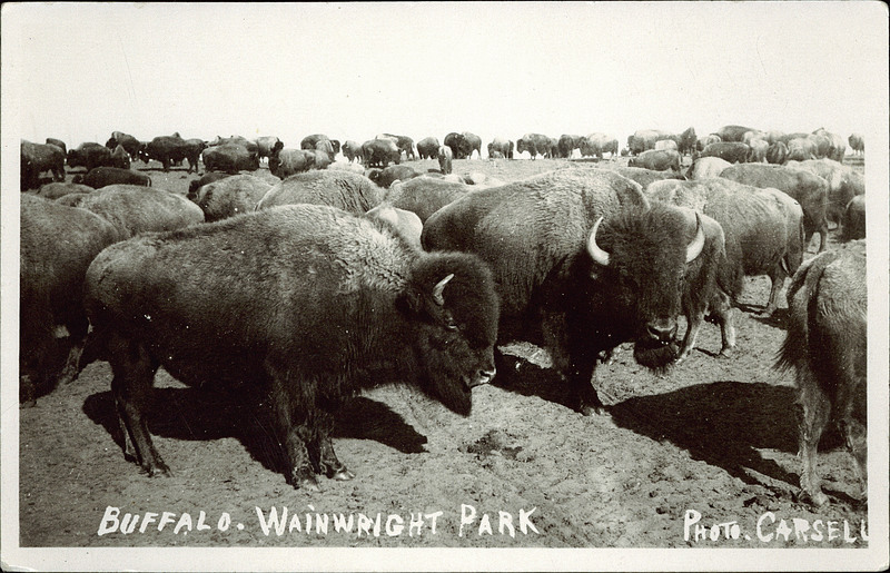Image of bison at Buffalo National Park at Wainwright (descendants of the Pablo-Allard herd) in 1931. PC005106, courtesy of Peel’s Prairie Provinces.